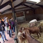 Біля кіз і свиней