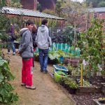 Серед зелені