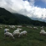 вівці на гірській галявині